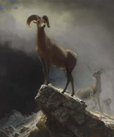 Rocky Mountain Sheep or Big Horn, Ovis montana
