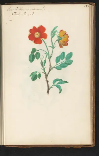 Rode egelantier (Rosa rubiginosa)