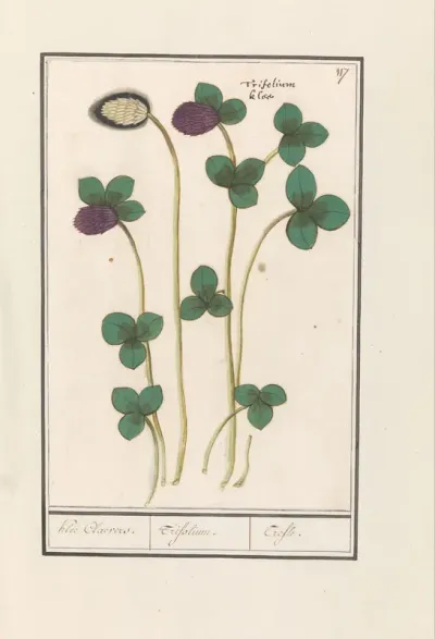Rode klaver (Trifolium pratense)
