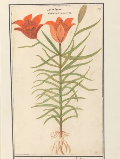 Rode lelie (Lilium)
