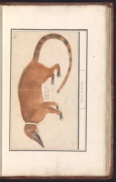 Rode neusbeer of coatimundi (Nasua nasua)