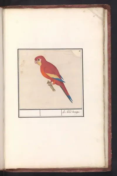 Rode papegaai