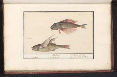 Rode poon (Chelidonichthys lucerna) en vliegende vis (Exocoetidae)