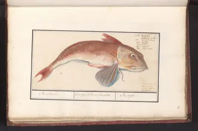 Rode poon (Chelidonichthys lucerna)