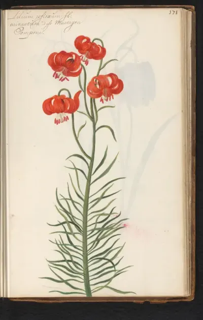 Rode Turkse lelie (Lilium martagon)