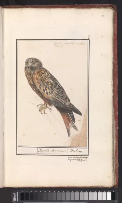 Rode wouw (Milvus milvus)