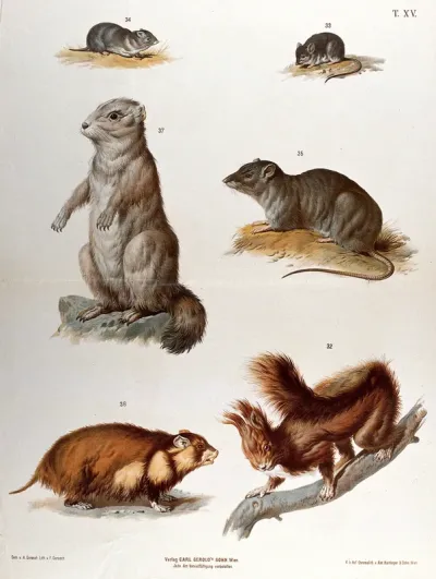Rodents: six figures, including mice, a rat and a red squirrel