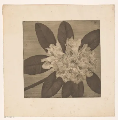 Rododendron