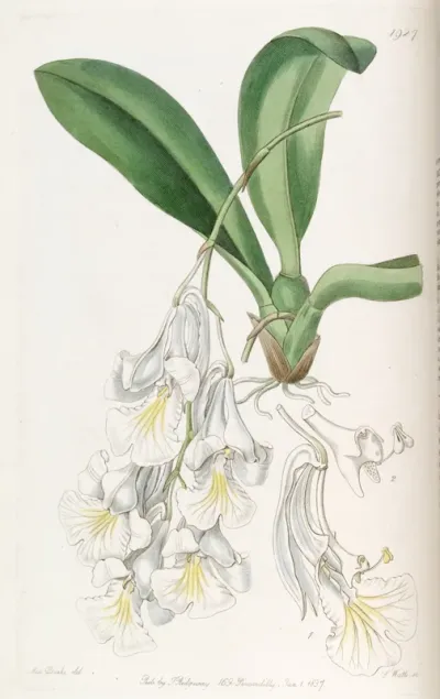 Rodriguezia Candida