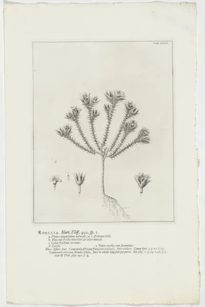 Roella ciliata