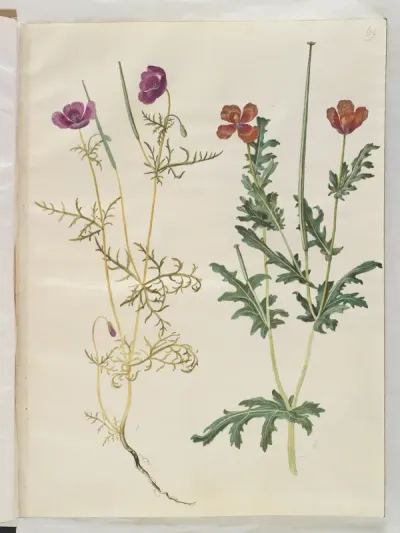 Roemeria hybrida (violet hornvalmue); Glaucium corniculatum (rød hornskulpe)