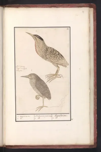 Roerdomp (Botaurus stellaris)