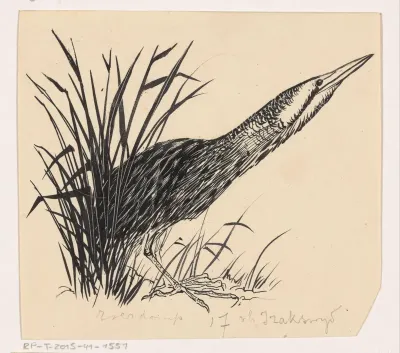 Roerdomp in het riet