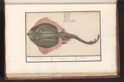 Rog (Batoidea of Rajomorphii)
