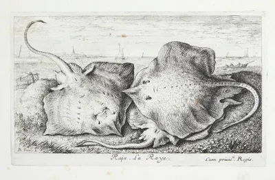 Rokke (Raja)