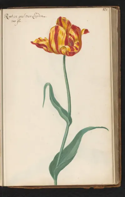 Rood-geel gestreepte tulp (Tulipa) genaamd van Leyden