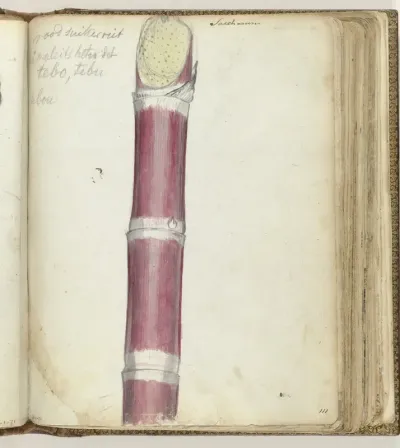 Rood suikerriet