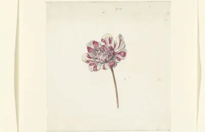 Rood-witte bloem