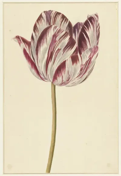 Rood-witte tulp