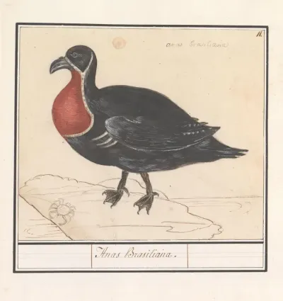 Roodhalsgans (Branta ruficollis)