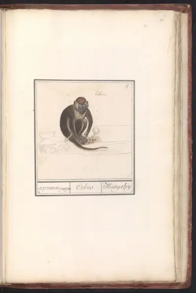 Roodkopmangabey (Cercocebus torquatus)