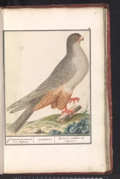 Roodpootvalk (Falco vespertinus)