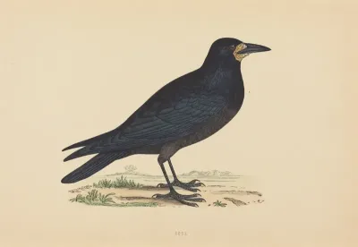 Rook