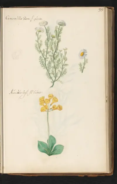Roomse kamille (Chamaemelum nobile) en aurikel (Primula auricula)