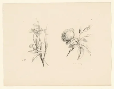 Roos en andere bloem