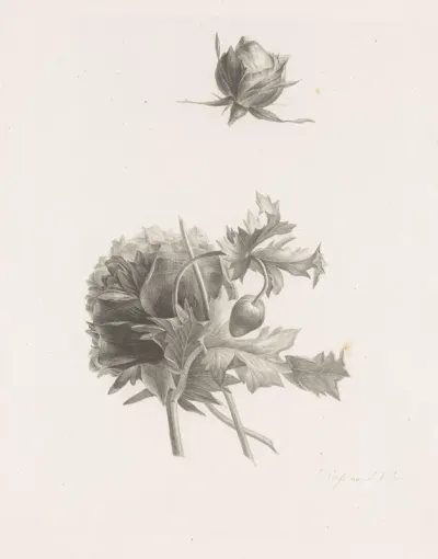 Roos en andere bloem