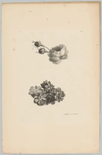 Roos met knoppen en andere bloemen