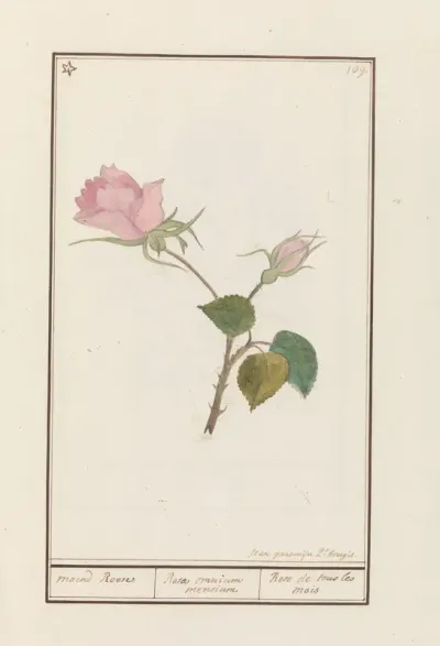 Roos (Rosa)