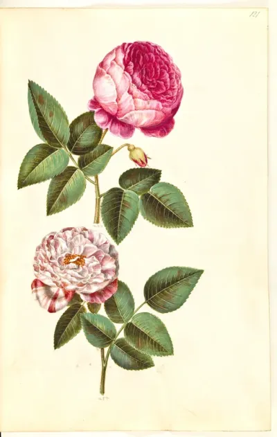 Rosa ×centifolia (centifolie-rose); Rosa gallica versicolor ('Rosa Mundi')