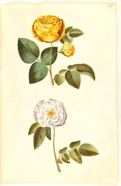 Rosa Hemisphaerica; Rosa × Alba