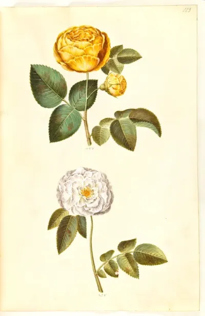 Rosa hemisphaerica (svovlgul rose); Rosa ×alba (hvid rose)