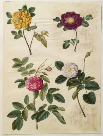 Rosa hemisphaerica (svovlgul rose); Rosa gallica (fløjls-rose); Rosa ×damascena (damascener-rose)