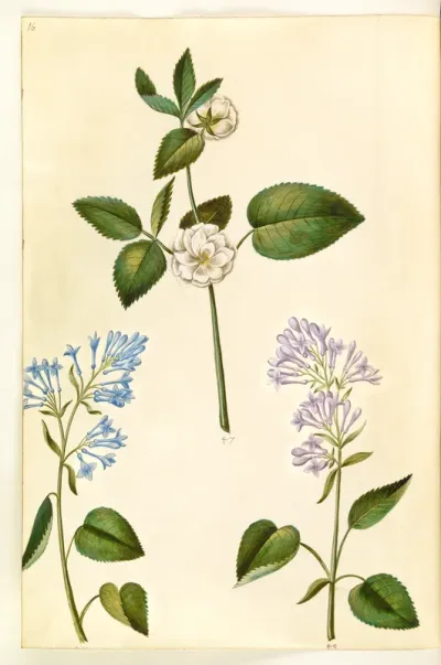 Rosa (?) (rose); Syringa vulgaris (almindelig syren)