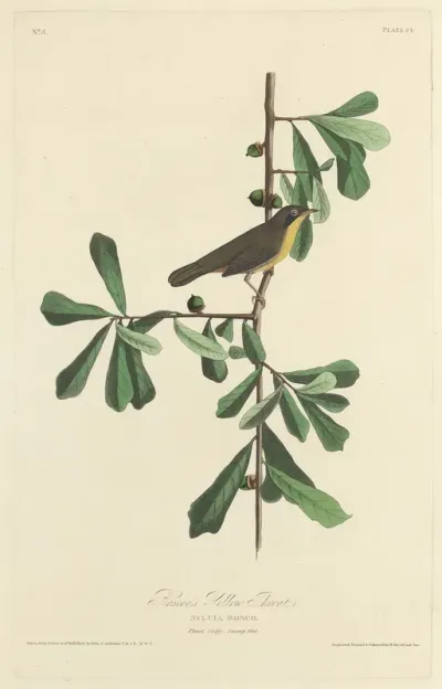 Roscoe's Yellow Throat