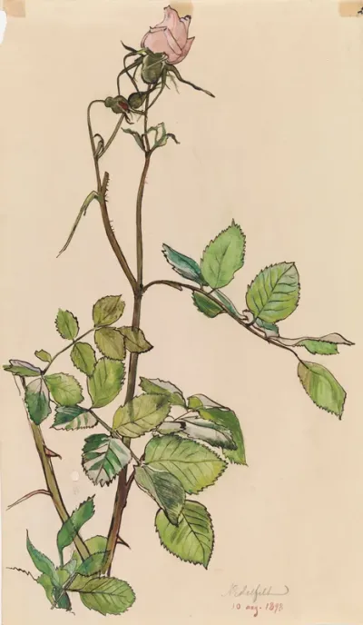Rose