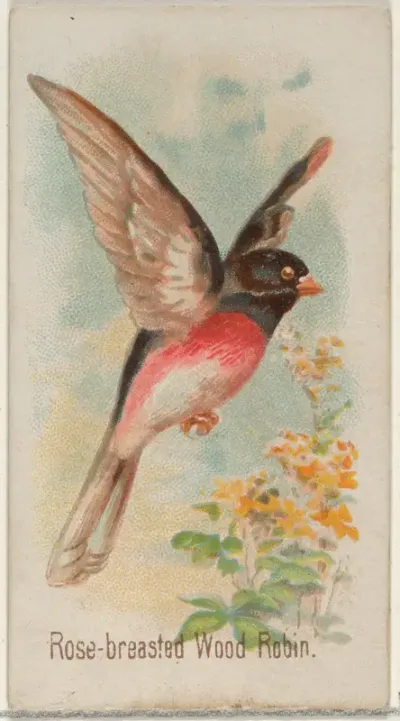 Rose-breasted Wood Robin, from the Song Birds of the World series (N23) for Allen & Ginter Cigarettes