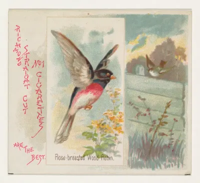 Rose-breasted Wood Robin, from the Song Birds of the World series (N42) for Allen & Ginter Cigarettes