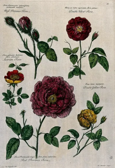 Rose flowers (5 varieties)