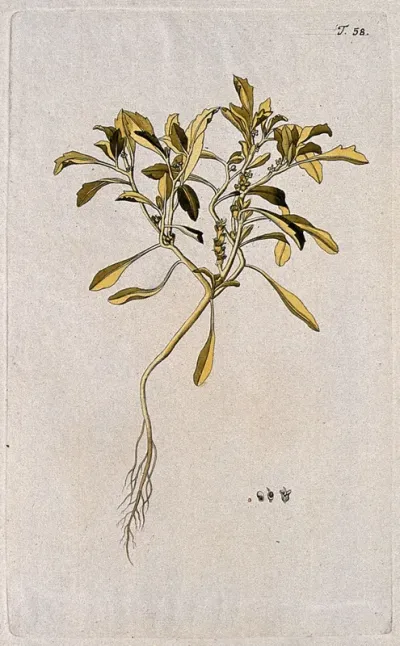Rose of Jericho (Anastatica hierochuntica L.): entire flowering and fruiting plant with separate flower, fruit and seed