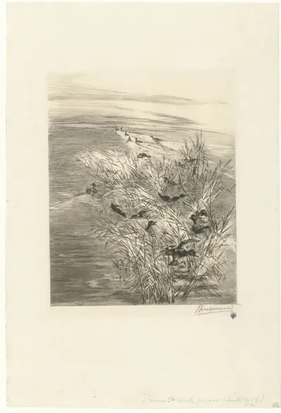 Roseaux et sarcelles