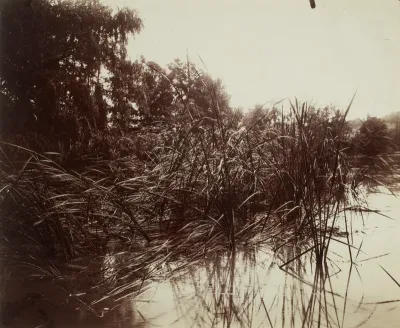 Roseaux, Étang du Plessis-Piquet