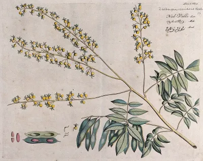 Rosewood tree (a species of Dalbergia): branch with flowers and pods and separate sections of flowers, pod and seeds