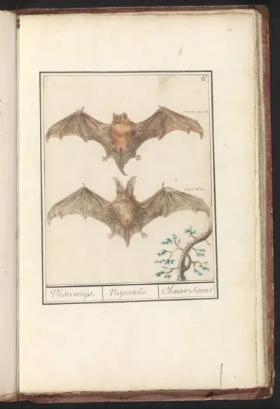 Rosse vleermuis (Nyctalus noctula) en grootoorvleermuis (Plecotus auratus)