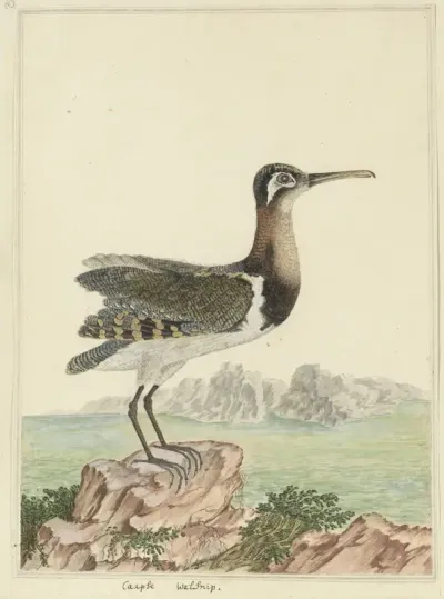 Rostratula benghalensis (Goudsnip)