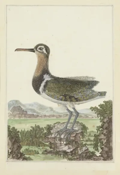 Rostratula benghalensis (Greater painted-snipe)
