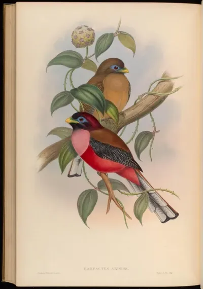 Rosy-breasted Trogon